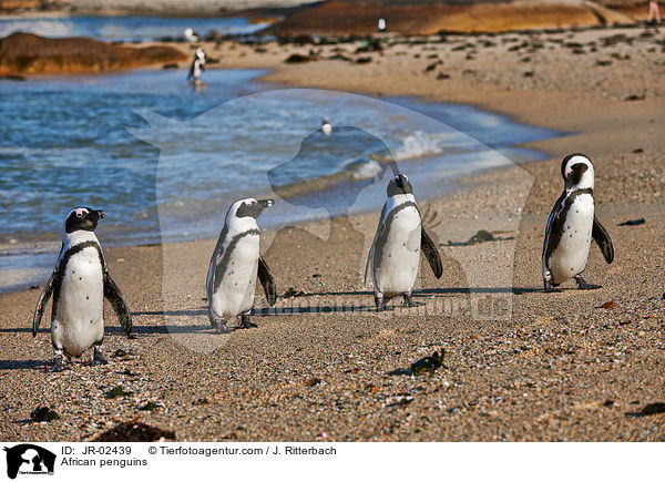 African penguins / JR-02439