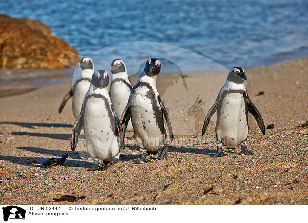 African penguins / JR-02441