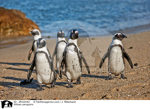 African penguins / JR-02442