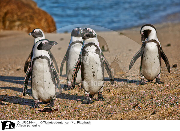African penguins / JR-02444