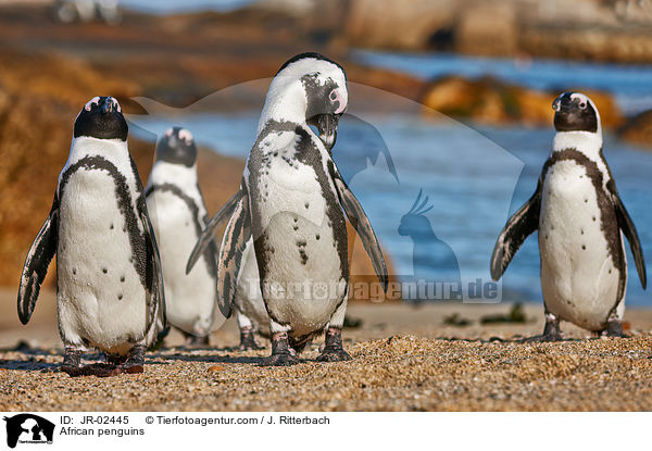 African penguins / JR-02445