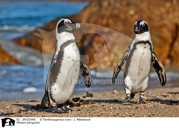 African penguins / JR-02446