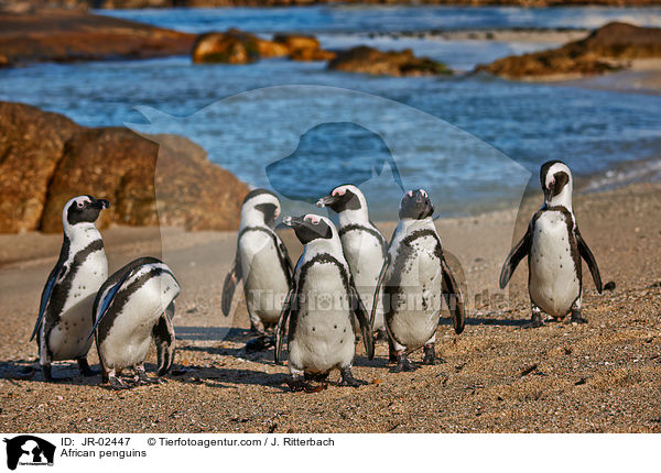 African penguins / JR-02447