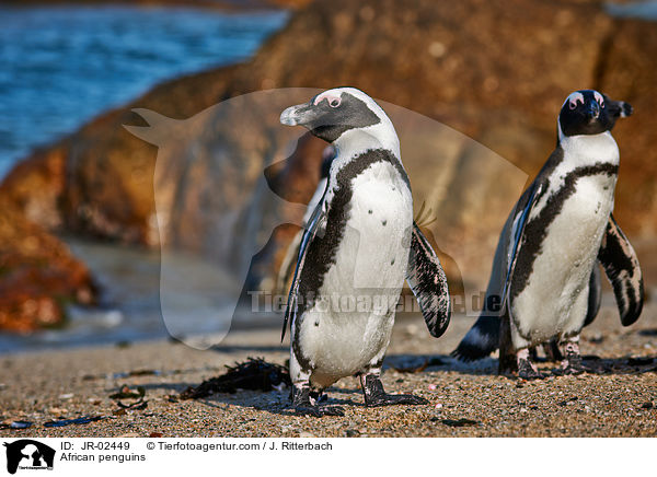 African penguins / JR-02449