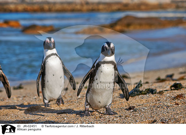 African penguins / JR-02451
