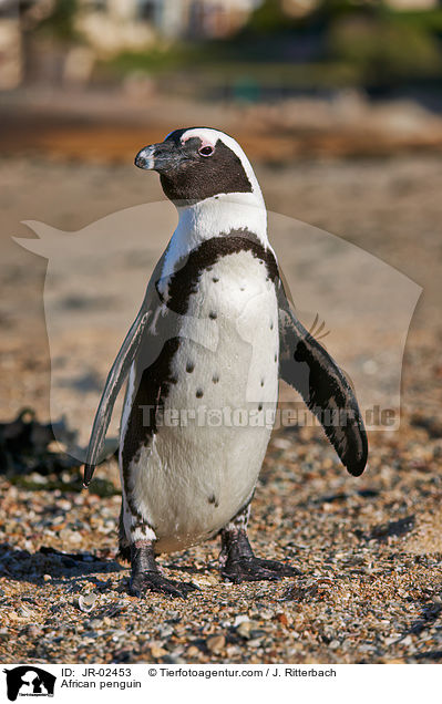 African penguin / JR-02453