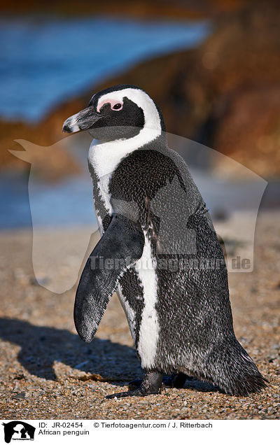 African penguin / JR-02454