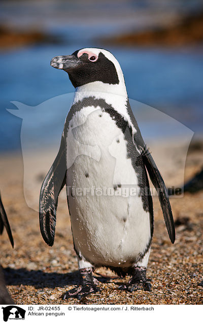 African penguin / JR-02455