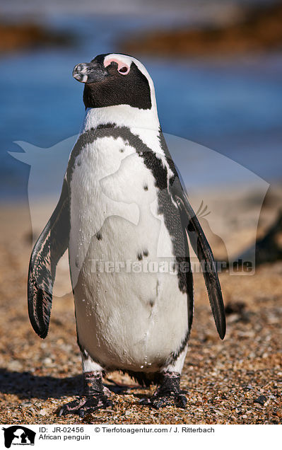 African penguin / JR-02456