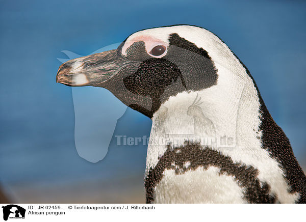 African penguin / JR-02459