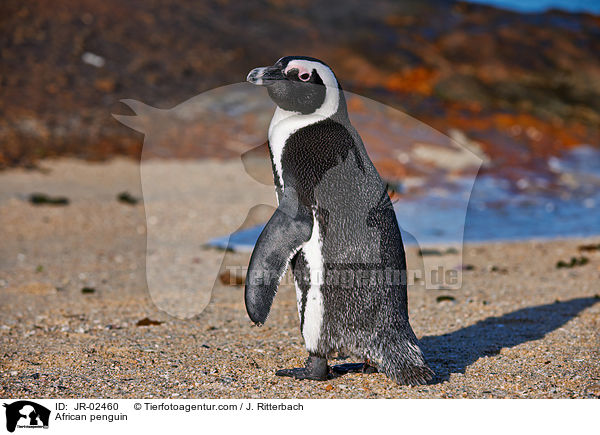African penguin / JR-02460