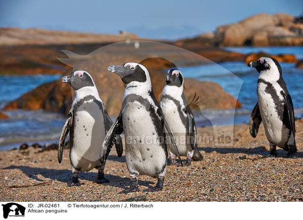 African penguins / JR-02461
