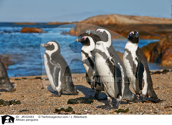 African penguins / JR-02463