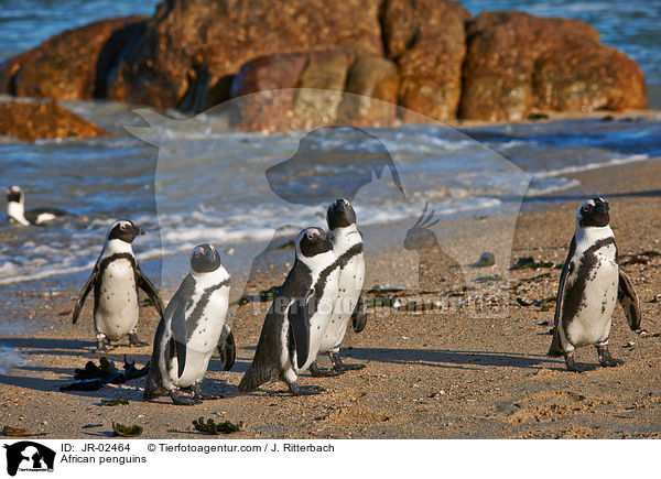 African penguins / JR-02464