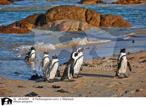 African penguins / JR-02465