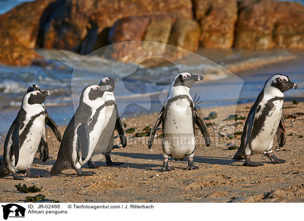 African penguins / JR-02466