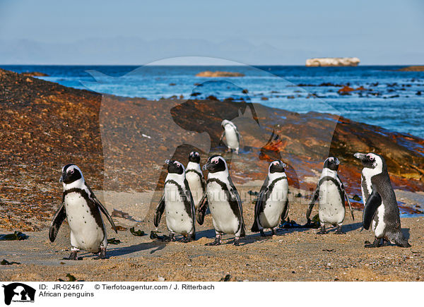 African penguins / JR-02467