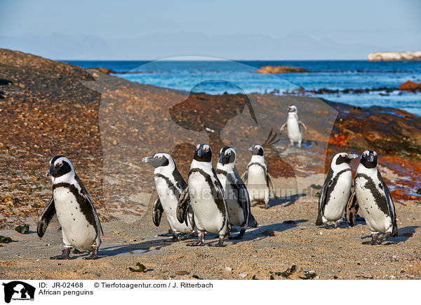 African penguins / JR-02468