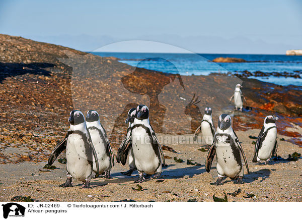 African penguins / JR-02469