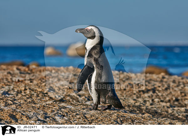 African penguin / JR-02471