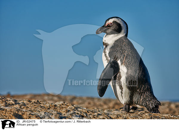 African penguin / JR-02475
