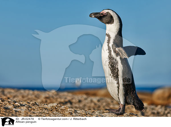 African penguin / JR-02478