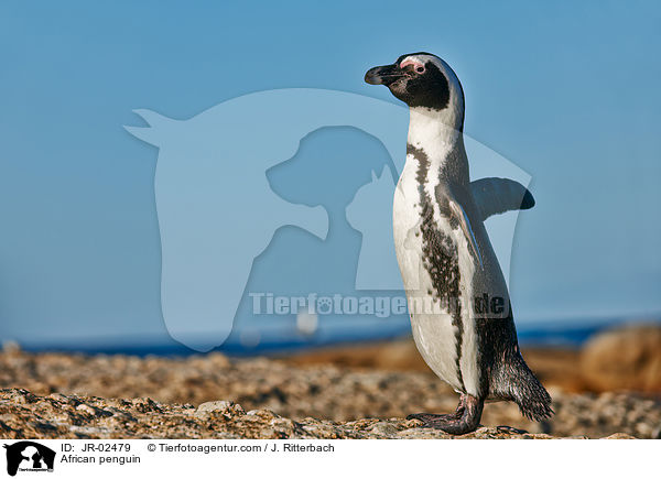 African penguin / JR-02479
