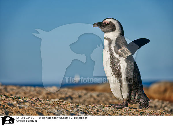 Brillenpinguin / African penguin / JR-02480
