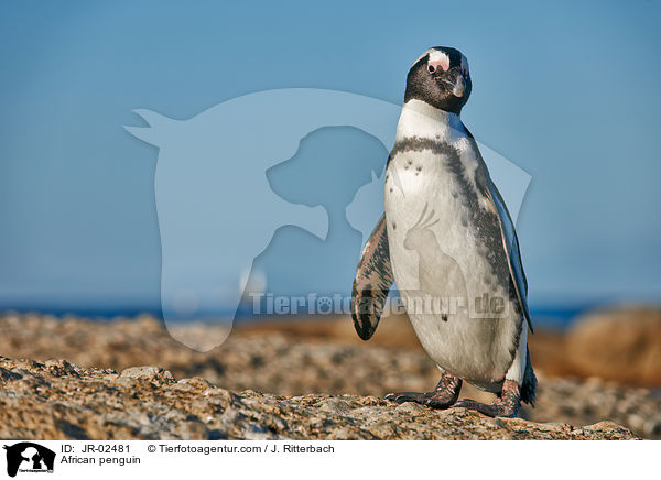 Brillenpinguin / African penguin / JR-02481