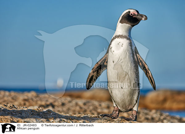 Brillenpinguin / African penguin / JR-02483