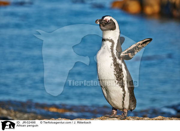 African penguin / JR-02486