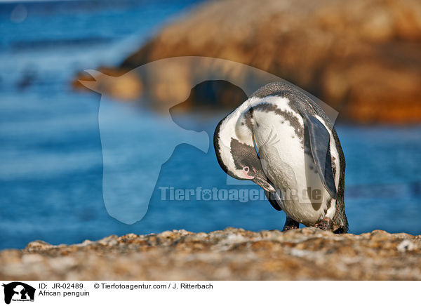 Brillenpinguin / African penguin / JR-02489