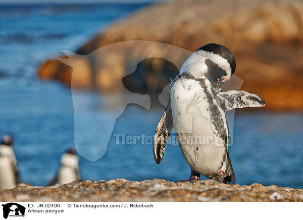 African penguin / JR-02490