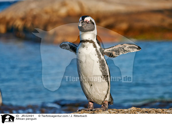 Brillenpinguin / African penguin / JR-02491