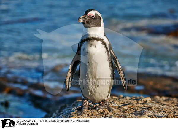African penguin / JR-02492