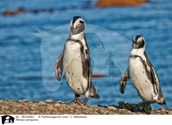 Brillenpinguine / African penguins / JR-02493