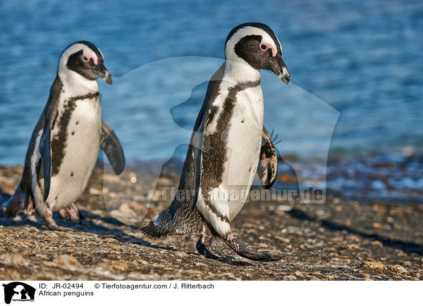 African penguins / JR-02494