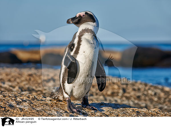 African penguin / JR-02495