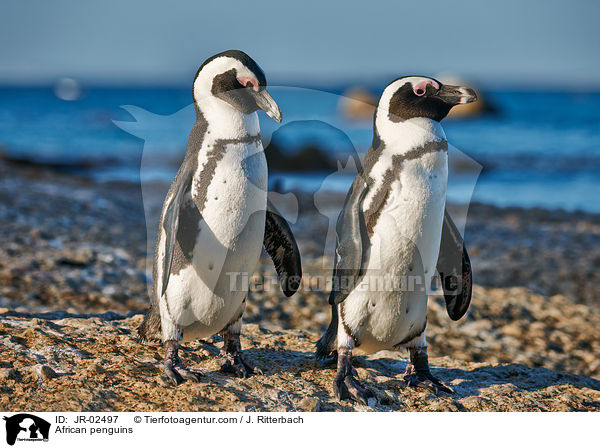 Brillenpinguine / African penguins / JR-02497