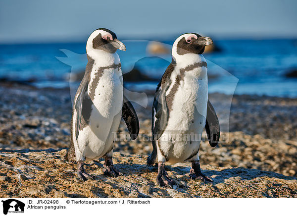 African penguins / JR-02498