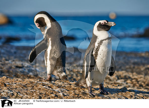 African penguins / JR-02500