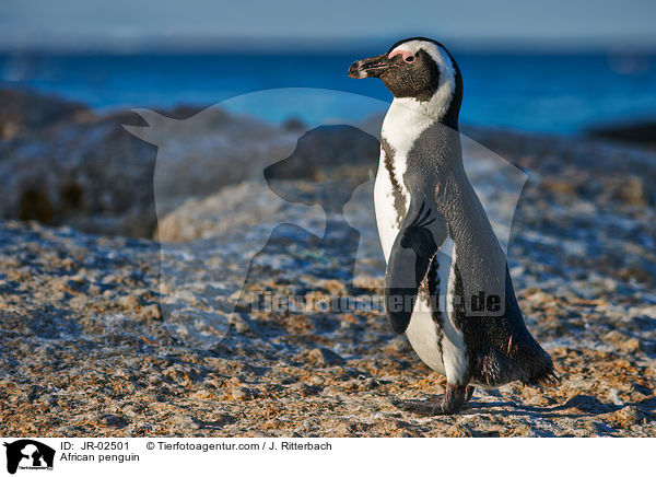 African penguin / JR-02501