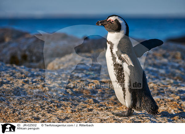 Brillenpinguin / African penguin / JR-02502