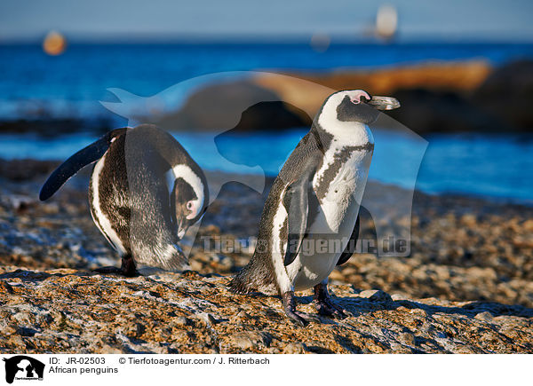 African penguins / JR-02503