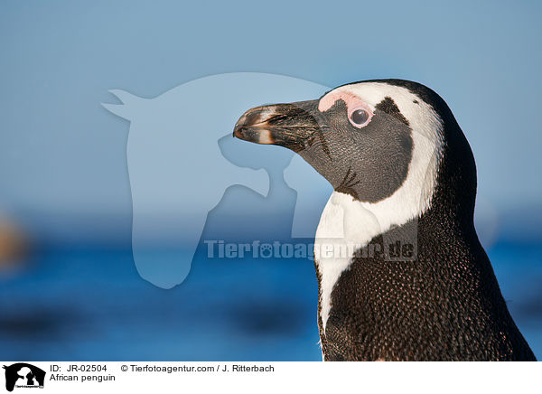African penguin / JR-02504