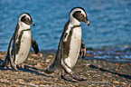 African penguins