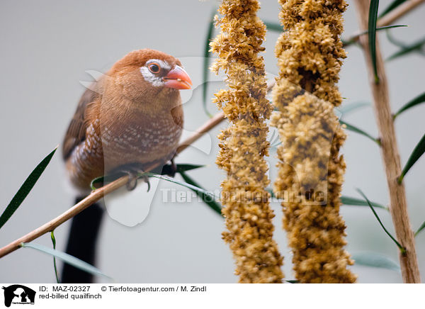 red-billed quailfinch / MAZ-02327