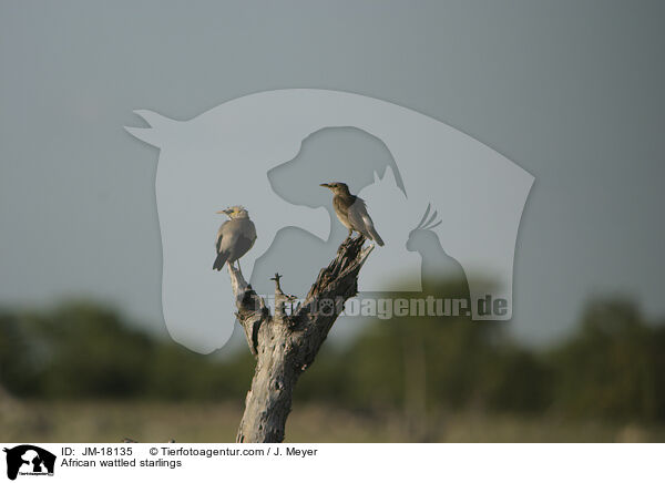 African wattled starlings / JM-18135