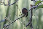Aleutian song sparrow