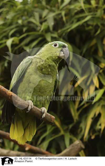Amazon Parrot / HL-03114